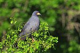 Snail Kite